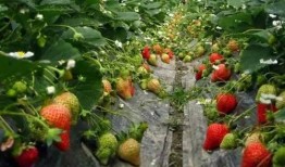 爆料种植草莓视频大全下载,揭秘草莓种植技巧与奥秘